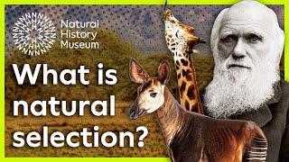 What is natural selection? | Natural History Museum