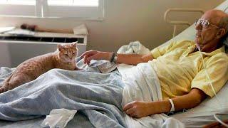 Shelter Cat Comforts Veterans In Their Last Minutes Of Life