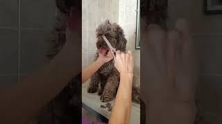 Trimming a dogs face with scissors demonstration, Golden Doodle