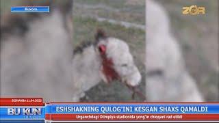 Eshakning qulog'ini kesgan shaxs qamaldi