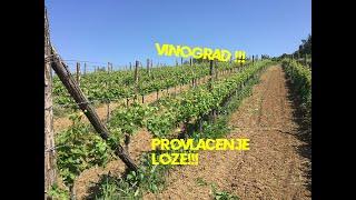 IZ NJIVE: Poceli radovi u vinogradu