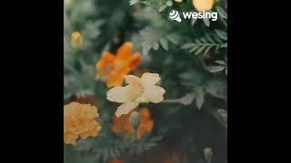 Video ini dari WeSing