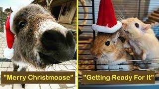 Hilariously Adorable Animals To Fill You With Cheer This Christmas | Happy Bears