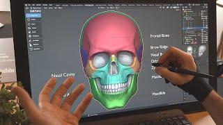 How to Sculpt the Skull for Beginners in Blender - Anatomy, Proportions and The 5 Stages
