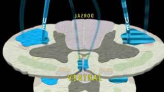 Neuroanatomy - The Corticospinal Tract in 3D