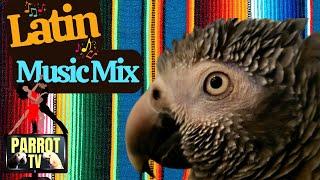 Latin Music Mix for Birds | Feel Good Music for Your Bird Room | Parrot Town Comfort Bird TV 