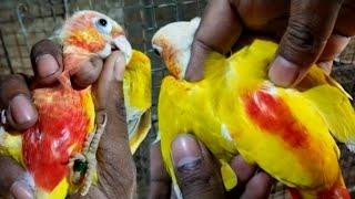 Sun Cheek Conure  || New Member For Rajdip Aviary 