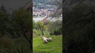 Heidelberg von oben - gratis auf dem Philosophenweg oder gg. Gebühr mit der Standseilbahn