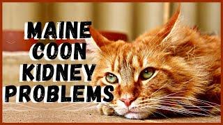 Common Kidney Problems in Maine Coon Cats