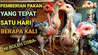 Boleh Di Coba. Pemberian Pakan Yang Tepat Dalam Satu Hari Dengan Hasil Maksimal