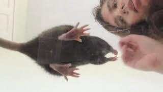 15 incredible rat tricks youtube