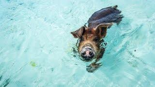 Silly Sailors & the Swimming Pigs Scandal Exuma Bahamas (Sailing Curiosity)