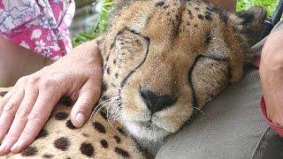 Cheetah Purring - A Cute Big Cat Videos Compilation