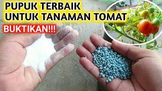 PUPUK YANG BAGUS UNTUK TANAMAN TOMAT AGAR TOMAT BERBUAH BANYAK