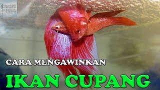 CARA MENGAWINKAN IKAN CUPANG AGAR BERHASIL