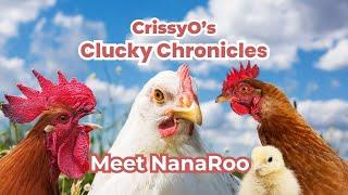 Cluck Yeah! NanaRoo's Back Story