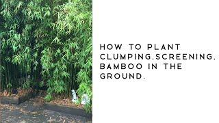 How to plant clumping, screening, bamboo in the ground