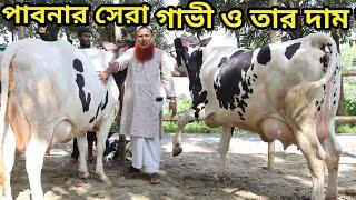 আমার দেখা সেরা সেরা গাভী সব এক খামারে। পাবনার সেরা গাভী। সুমাইয়া ডেইরি ফার্ম