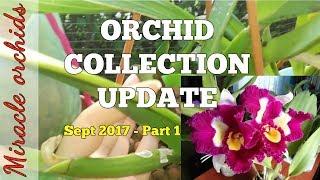 Orchid Collection Update - Part 1 - September 2017