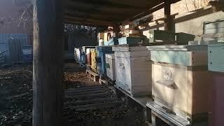 Что выбрать, пчелопакет или пчелосемью, для начинающего пчеловода