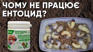 Чому не працює Ентоцид (Метаризін)? Невдалі досліди з шкідниками в домашніх умовах.