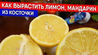 Как вырастить лимон, мандарин из косточки