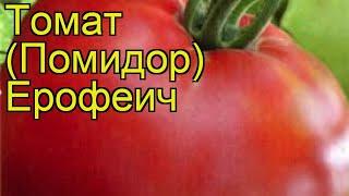 Томат обыкновенный Ерофеич. Краткий обзор, описание характеристик, где купить семена