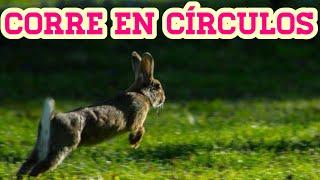 Por que mi conejo corre en círculos?