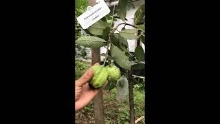 PANEN JAMBU KRISTAL DALAM POLYBAG #jambukristal #jambu #jambudalampolybag