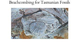 Beachcombing for fossils in Tasmania & Memories (Journey Twelve)