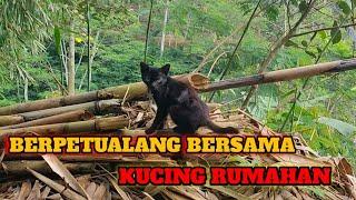 Berpetualang Bersama Kucing Rumahan | VIDEO TERKINI22