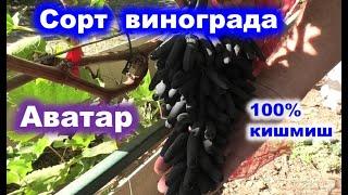 Обзор на сорт винограда КМ Аватар