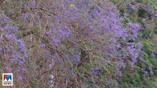 മൂന്നാറില്‍ ജക്രാന്ത പൂക്കളുടെ  നീലവസന്തം | Munnar | Jacaranda