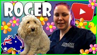 Nervous Spoodle Groom, ROGER - Kylie the Groomer