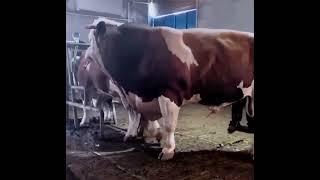 Finally Showing You mating bull cow #bull #cow #mating