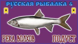 РР4 ВОЛХОВ ПОДУСТ ПОДУСТ / РУССКАЯ РЫБАЛКА 4 ВОЛХОВ ПОДУСТ РЫБЕЦ / RUSSIAN FISHING 4 NASE