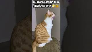 you know you know ‼️#adorable #handsome #cute #cat#catlover #animals #relatable #shorts