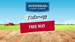 Naturegg Free Run shell eggs