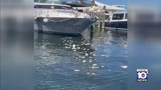 Using balloons to decorate yacht proves to be costly mistake