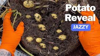 Potato Reveal: Jazzy: Container Garden