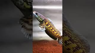 sbut sja auranto #channa #viral #channaindonesia #auranti #shorts #viralvideo #aurantimaculata #fyp