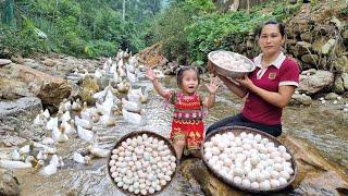 Harvesting duck eggs at the farm - Cooking delicious meals with my daughter