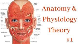 Anatomy & Physiology #1