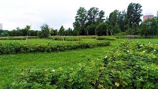 Naturaleza, flores, Parque forestal Murinsky |Landscapes| piano, relajación - Rusia