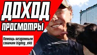 Помощь бездомным собакам bigdog_ekb - ЗАРАБОТОК НА YouTube | ДОХОД ОТ ПРОСМОТРОВ