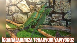 İguana Teraryumu Yapıyoruz