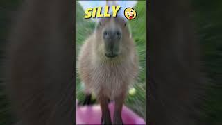 Capybaras Have 4 Moods  #shorts #capybara #slay