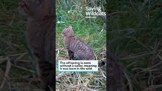 Endangered wildcat kitten is caught on camera #news #shorts #animals #cats #wildcat