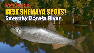 Best Black Sea Shemaya Fishing Spots on Seversky Donets River | Russian Fishing 4 Guide!