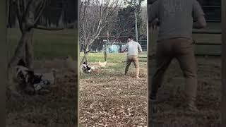 Roosters+Wet grass=terrifying moment #farming #rooster #failsvideo #bestfails